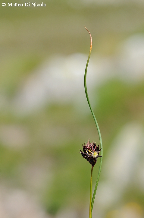 un po'' di flora dal Gavia
